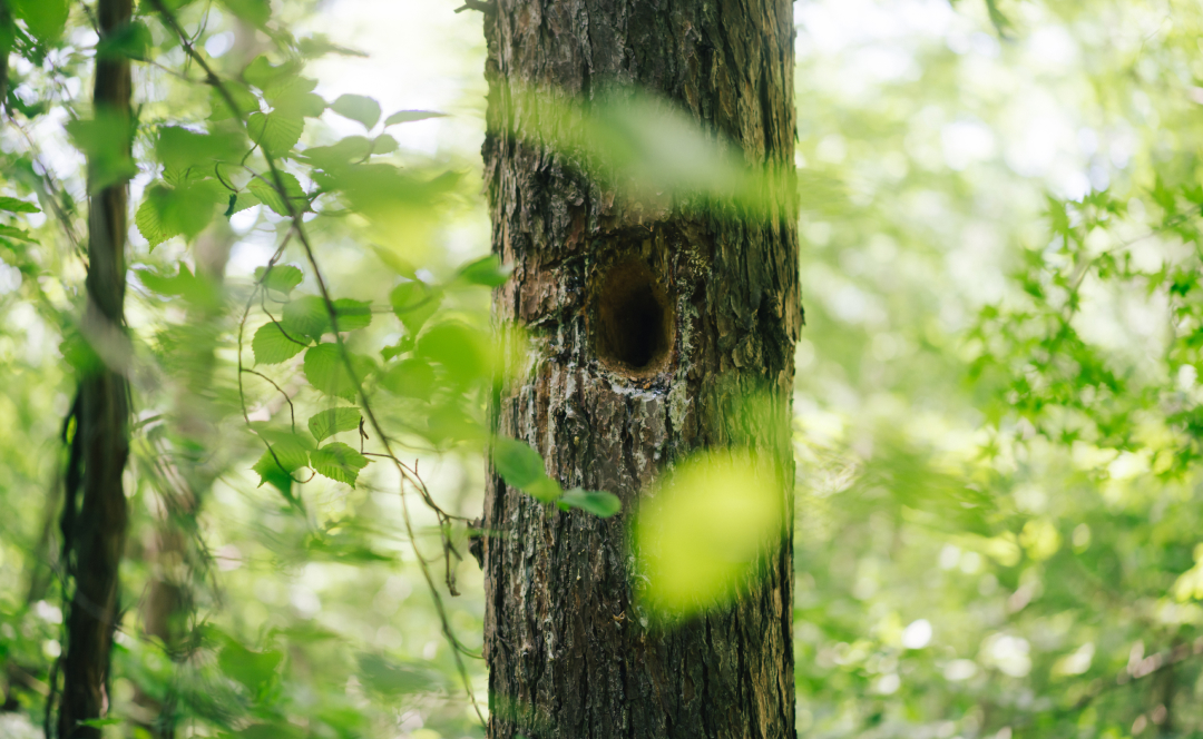 ミズナラの森散策